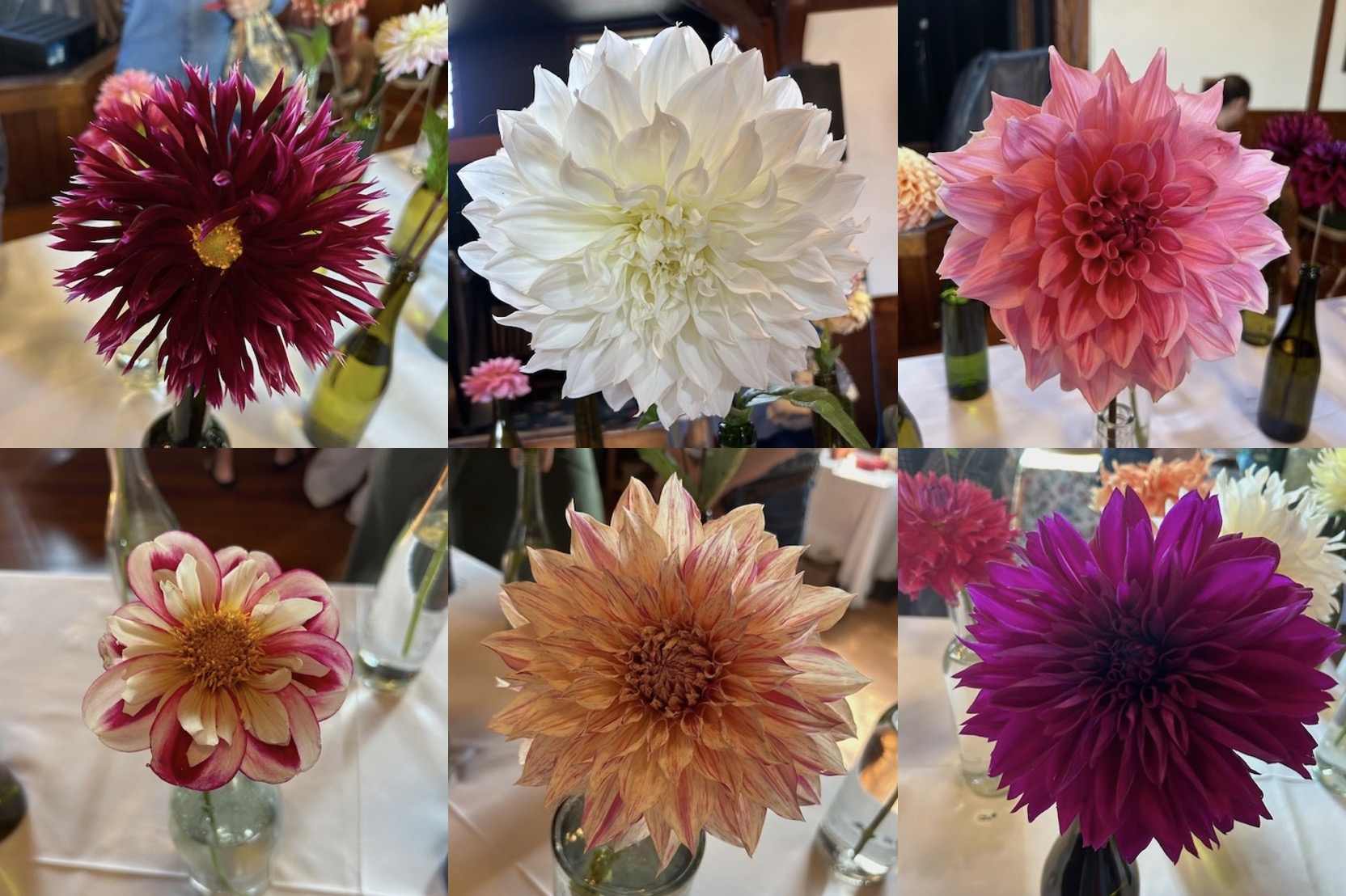 Dewey Hall's second annual Dahlia Festival delights The Berkshire Edge